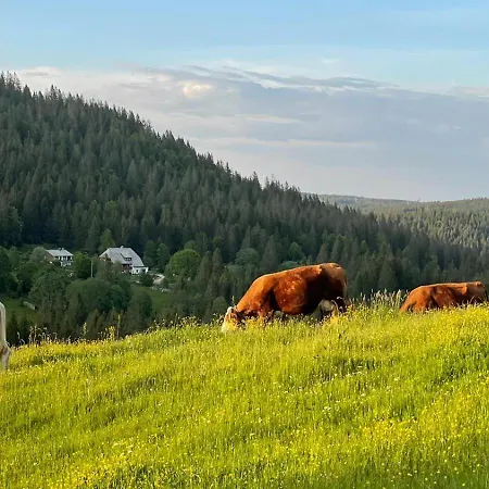 Weideblick In Blasiwald Im Schoenen Suedschwarzwald * 슈룩흐제