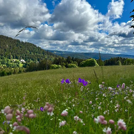 Weideblick In Blasiwald Im Schoenen Suedschwarzwald * 슈룩흐제