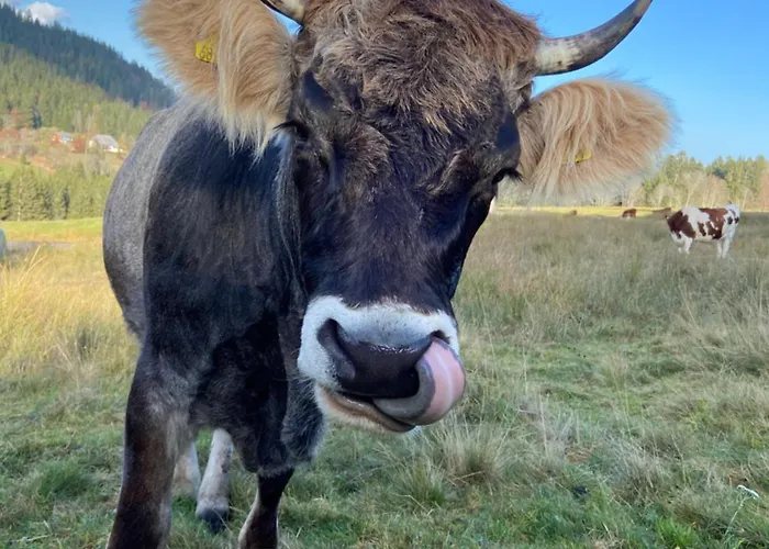 Apartamento Weideblick Schluchsee