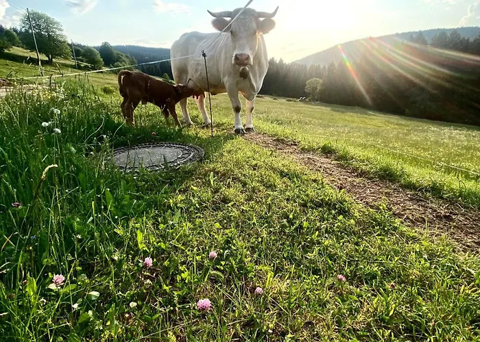 Weideblick Schluchsee